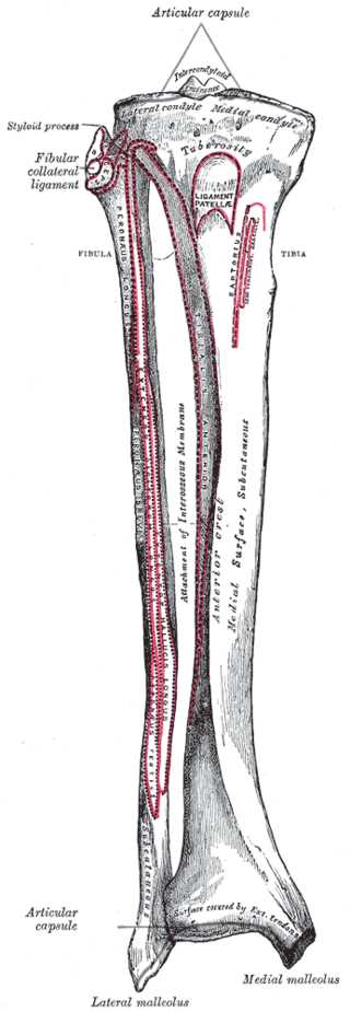 Right, Leg, Bones, Tibia, Fibula, Styloid process, Fibular collateral ligament, Ligament Patella, tuberosity, Sartorius, Pero