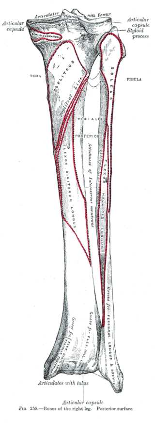 Right, Leg, Bones, Posterior, Tibia, Fibula, Femur, Semimembranosus, Styloid process, Soleus, Popliteus, Popliteal, Tibialis,