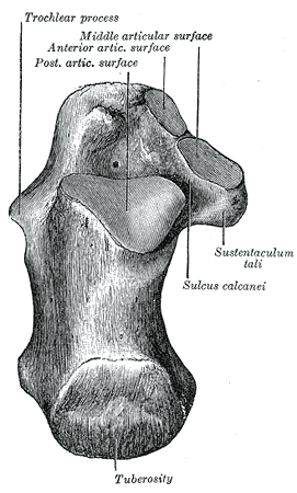 Calcaneus,  Trochlear process, Sustentaculum tali, Sulcus Calcanei, Tuberosity, Superior Surface