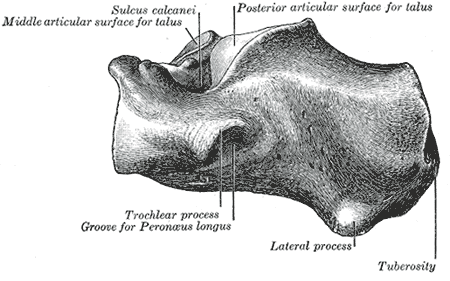 Calcaneus, Lateral Surface, Sulcus calcanei, Talus, Peroneus longus,