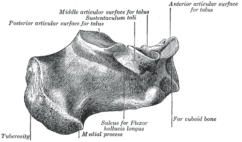 Calcaneus, Medial Surface, talus, Sustentaculum tali, Flexor hallucis longus, cuboid,