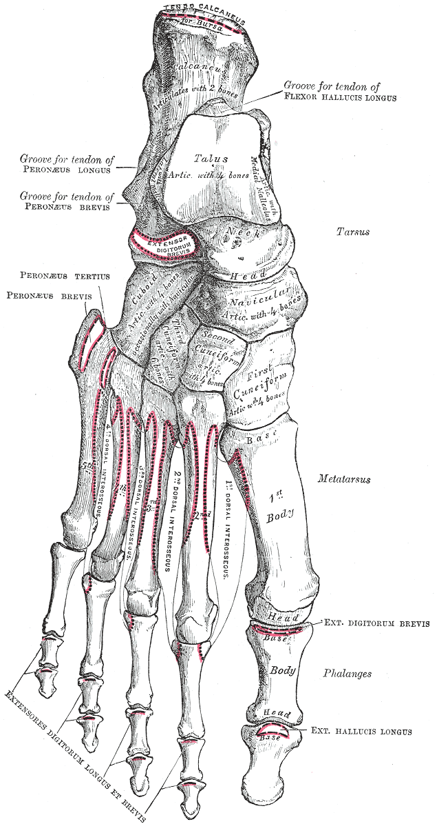 Right, Foot, Dorsal Surface, Bones, Tendo calcaneus, Bursa, Calcaneus, Flexor Hallucis longus, Talus, Peroneus longus, Perone