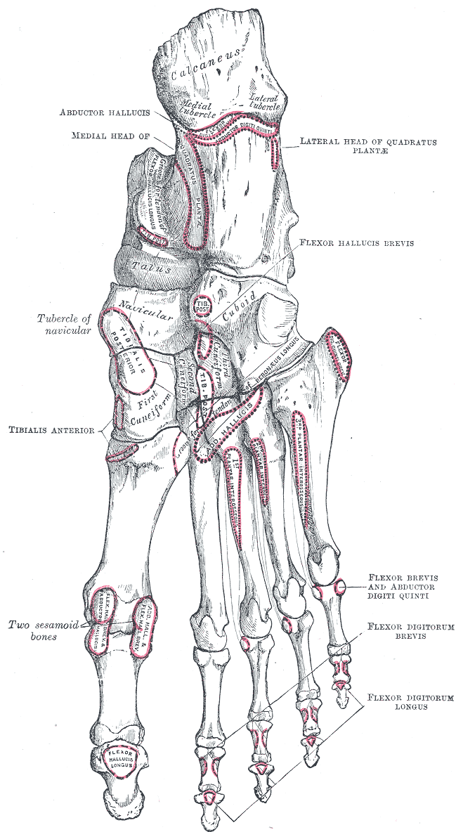 Right, Foot, Bones, Plantar Surface, Calcaneus, Abductor Hallucis, Quadratus Plantar, Abductor Digiti Quinti, Talus, Navicula