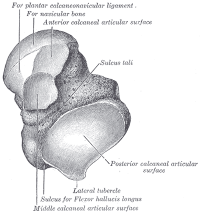 Talus, Anterior side, Plantar calcaneonavicular ligament, navicular bone, calcaneal articular surface, sulcus tali, Flexor ha