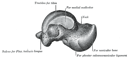 Talus, Medial surface, Tibia, Medial Malleolus, Flexor hallucis longus, Navicular bone, Plantar calcaneonavicular ligament,