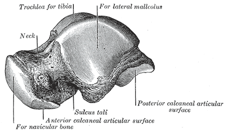 Talus, Lateral Surface, Tibia, Lateral malleolus, Navicular bone, Anterior calcaneal articular surface, Posterior calcaneal a