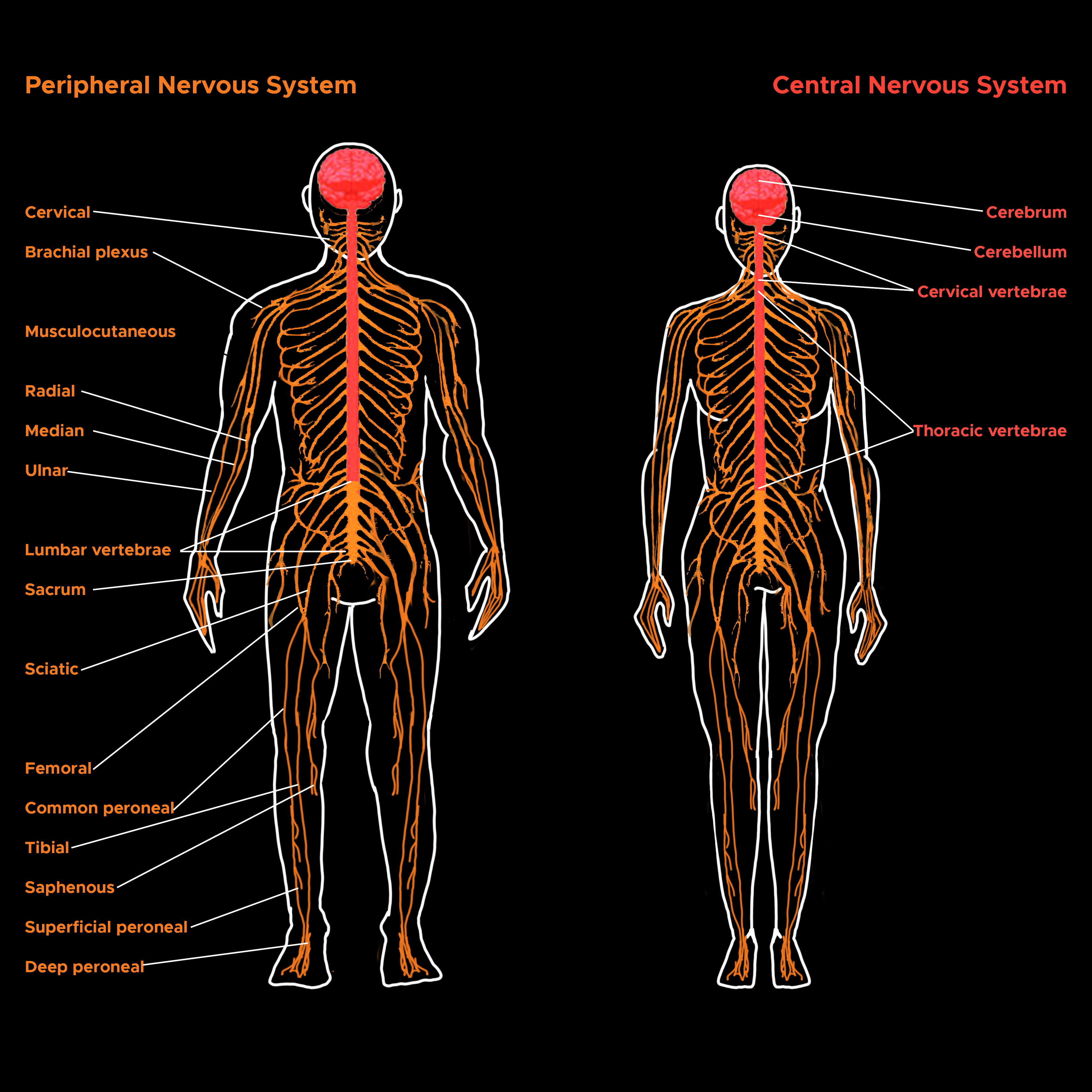 Illustration of peripheral and central nervous systems. Brain, spinal cord, nerves.