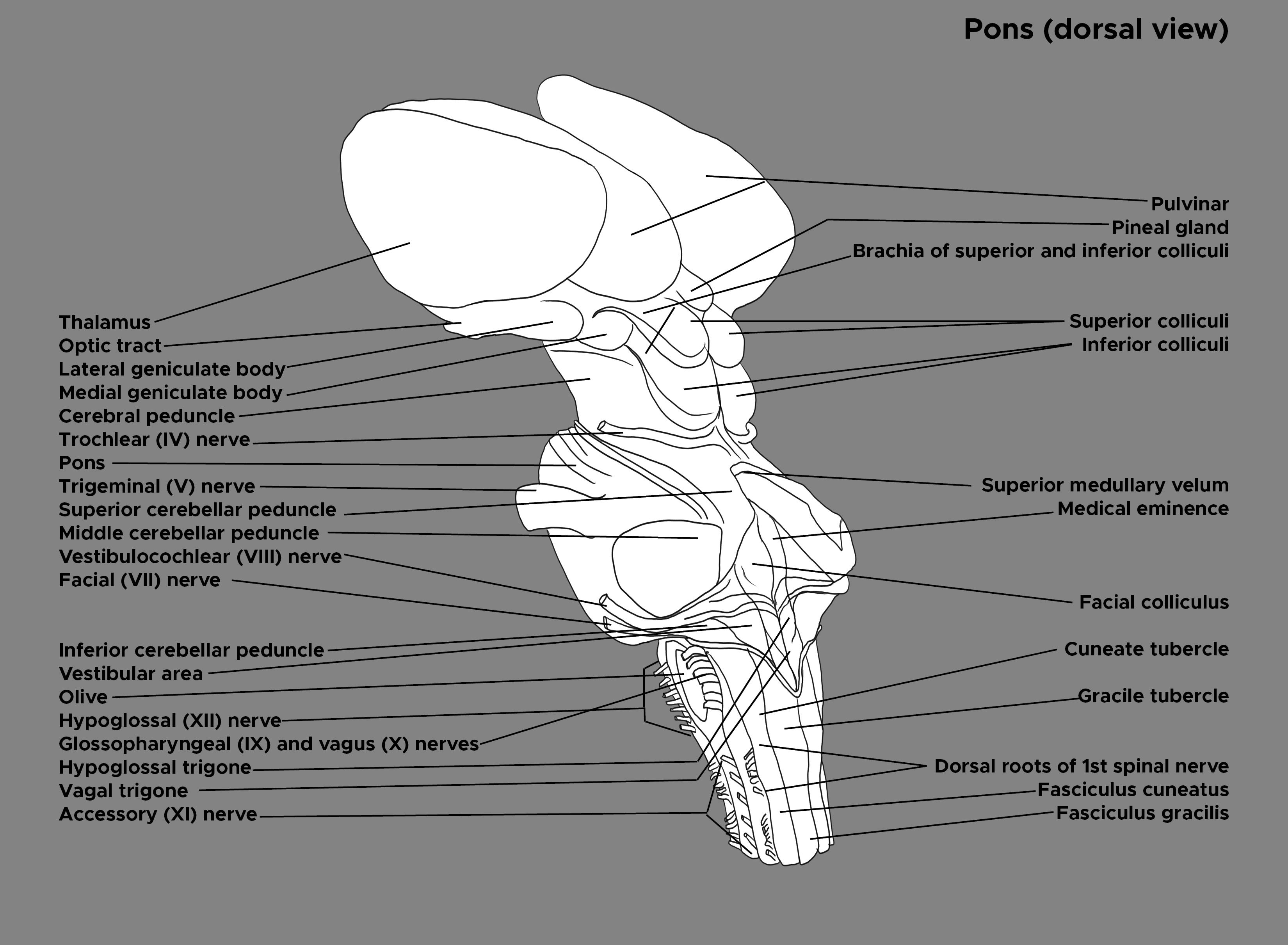 <p>Brain Stem, Labels