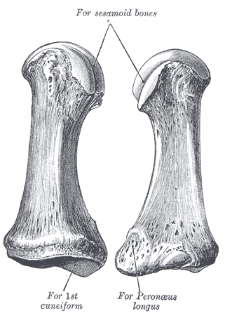 First, Metatarsal, Sesamoid, bones, Cuneiform, Peroneus longus