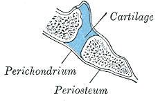 Joints, Cartilaginous, Cartilage, Perichondrium, Periosteum,