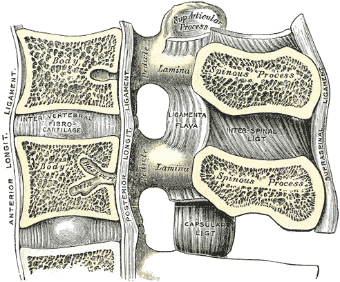 Vertebrae, Lumbar, Ligament, Medial Sagittal Section, Anterior Longitudinal Ligament, Inter vertebral Fibrocartilage, Posteri