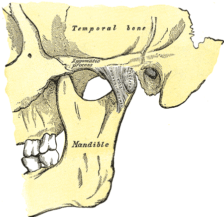 Articulation of, Mandible, Temporal bone, Zygomatic process, Temporomandibular Ligament, Capsular, Lateral Aspect,