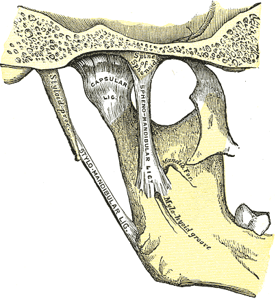 Medial Aspect, Articulation of, Mandible, Capsular Ligament, Spine of, Sphenoid, Styloid Process, Stylomandibular, Ligament, 