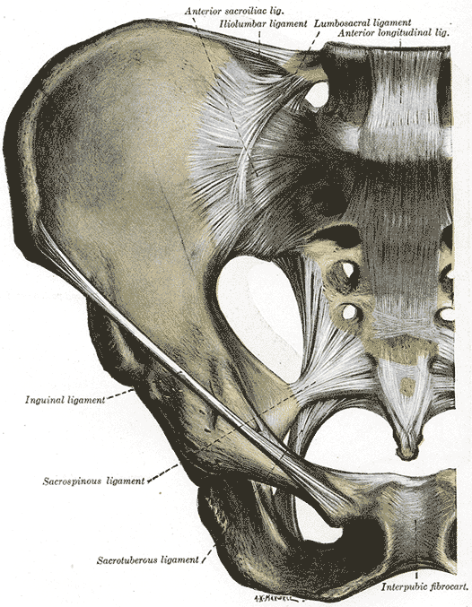 Anterior articulations of, pelvis, Sacroiliac Ligament, Iliolumbar ligament, Lumbosacral ligament, Longitudinal ligament, Ing