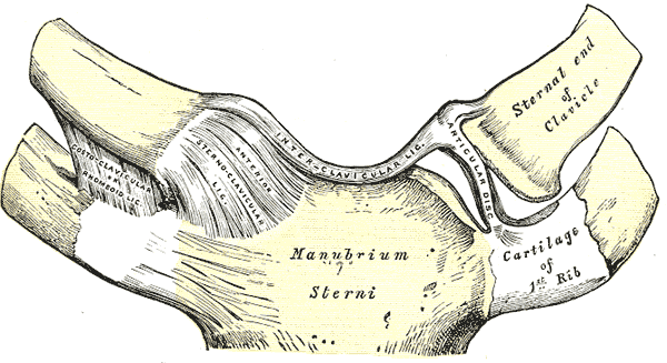 Sternoclavicular articulation, Anterior view, Manubrium, Sterni, Cartilage, First Rib, Ribs, Sternal end, Clavicle, Interclav