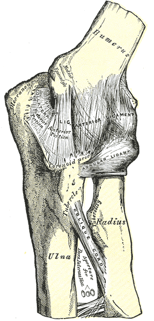 Elbow, Joint, Humerus, Internal Ligament, Olecranon, Ulnar Collateral Ligament, Anterior Ligament, Coranoid Process, Annular 