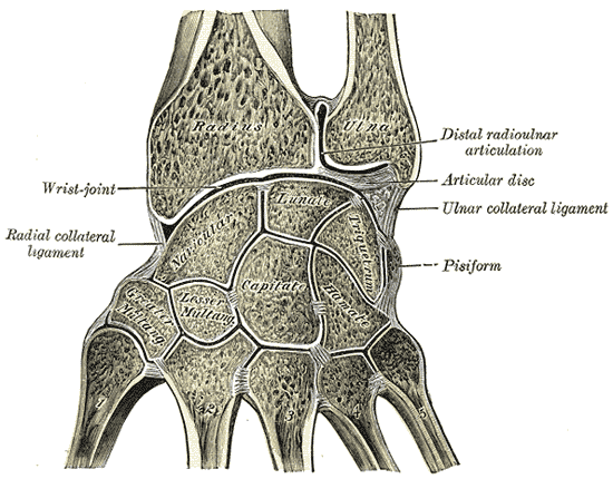 Synovial Cavities, Distal radioulnar articulation, Articular disc, Wrist joint, Radial collateral ligament, Ligament, Pisifor