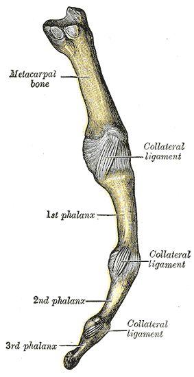 Metacarpophalangeal articulation, articulations of digit, Ulnar aspect, Metacarpal, Collateral ligament, Phalanx,