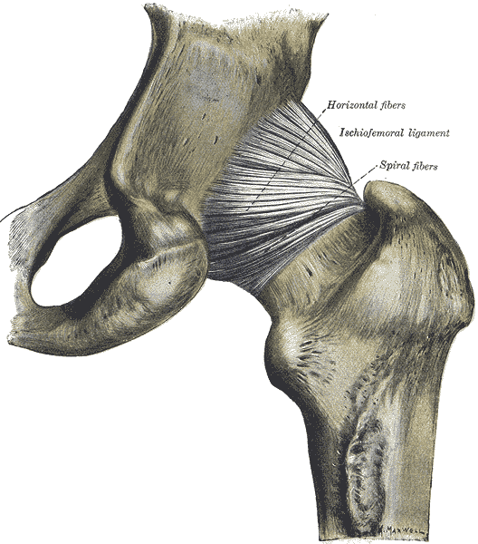 The Hip Joint from behind, Horizontal Fibers, Ischiofemoral Ligament, Spiral fibers