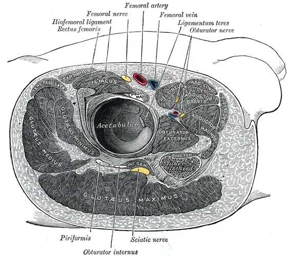 Structures Surrounding Right Hip-Joint, Iliofemoral ligament, Rectus Femoris, Femoral Nerve, Femoral Artery, Femoral Vein, Li