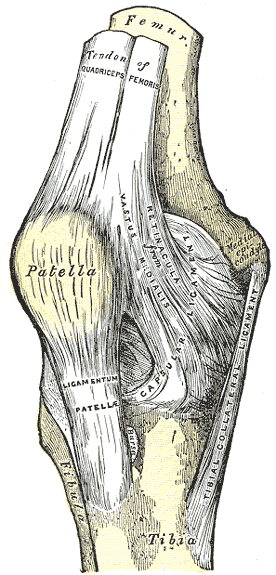 Right Knee-joint, Femur, Tibia, Fibula, Patella, Ligamentum Patella, Capsular Ligament, Tibial Collateral Ligament, Retinacul