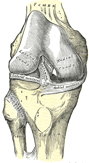 Interior Ligaments of the Right Knee, Anterior superior Tibiofibular Ligament, Anterior Cruciate, Posterior Cruciate, Medial 