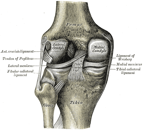 Interior Ligaments of the Left Knee-joint, Anterior Cruciate Ligament, Tendon of Popliteus, Lateral Meniscus, Fibular Collate