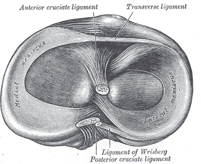 Head of the Right Tibia; Showing menisci and attachments of Ligaments, Anterior Cruciate ligament, Transverse Ligament, Ligam