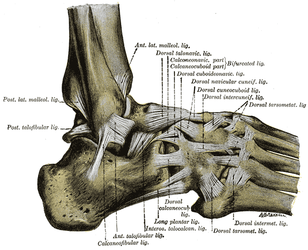 The Ligaments of the Foot; Lateral Aspect, Posterior lateral Malleolus Ligament, Posterior Talofibular Ligament, Anterior Lat