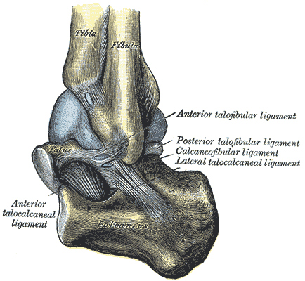 Capsule of left talocrural articulation, Tibia, Fibula, Talus, Calcaneus, Anterior Talocalcaneal Ligament, Anterior Talofibul