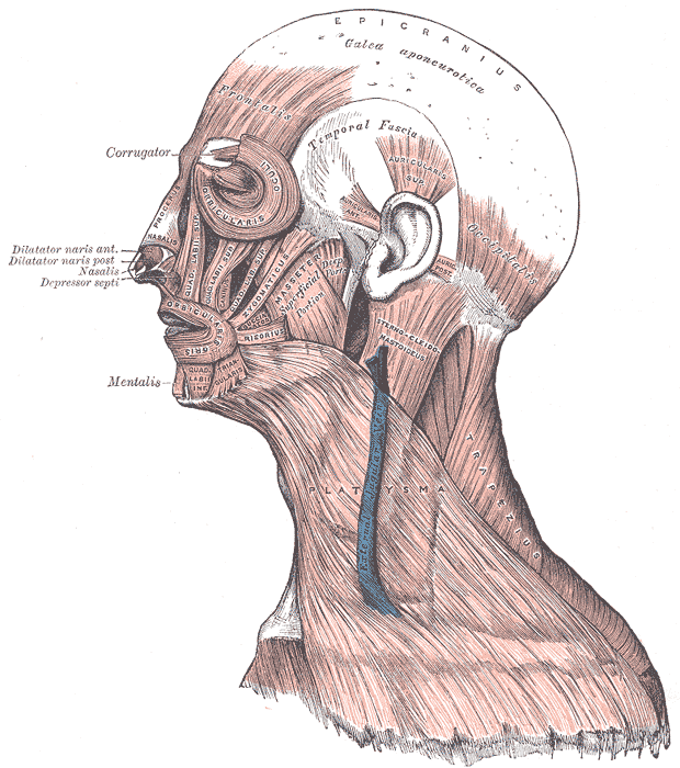 Head Face and Neck Muscles, Epicranius, Galea aponeurotica, Frontalis, Temporal Fascia, Auricularis Superior, Auricularis Ant