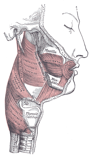 Muscles of the Pharynx and Cheek, Maxilla, Buccinator, Orbicularis Oris, Mandible, Constrictor Pharyngis Superior Medius and 