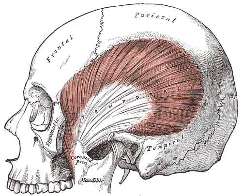 Muscles of Mastication and Bones of the Skull, Zygomatic, Frontal, Parietal, Temporal, Occipital, Mandible, Coronoid Process,