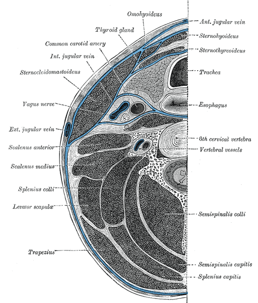 Cervical Fascia Layers, Anterior Jugular Vein, Sternohyoideus, Sternothyroideus, Trachea, Esophagus, 6th Cervical Vertebra, V