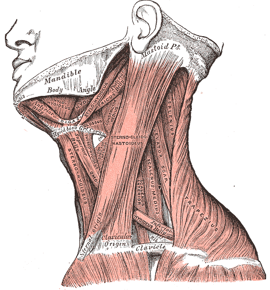 Muscles Of the Neck, Mandible, Mastoid Process, Clavicle, Trapezius, Sternocleidomastoideus, Sternohyoideus, Omohyoideus Bell