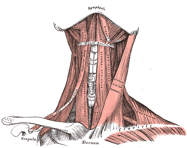 Supra and Infrahyoid muscles, Hyoid Bone, Clavicle, Styloglossus, Hyoglossus, Geniohyoideus, Mylohyoideus, Digastricus, Stylo