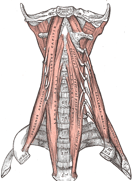 Anterior muscles of the neck, Basilar part of the Occipital, Jugular Process, Scalenus Anterior, Longus Capitis, Longus Colli