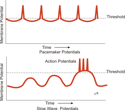 Diagram illustrating slow wave potentials and pacemaker potentials in smooth muscle