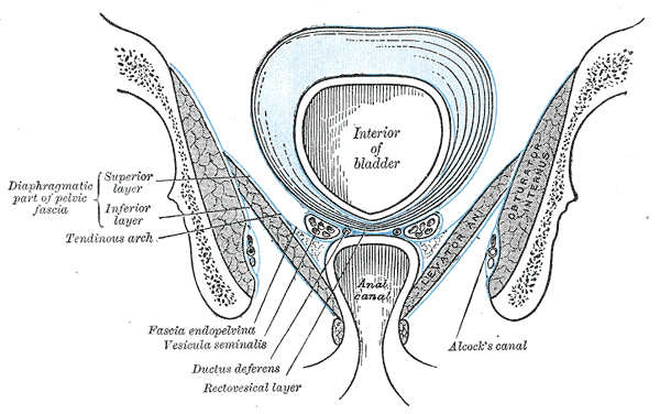 Anatomy of the Pelvic Floor, Interior of bladder, Anal Canal, Diaphragmatic part of pelvic fascia; Superior Layer and Inferio