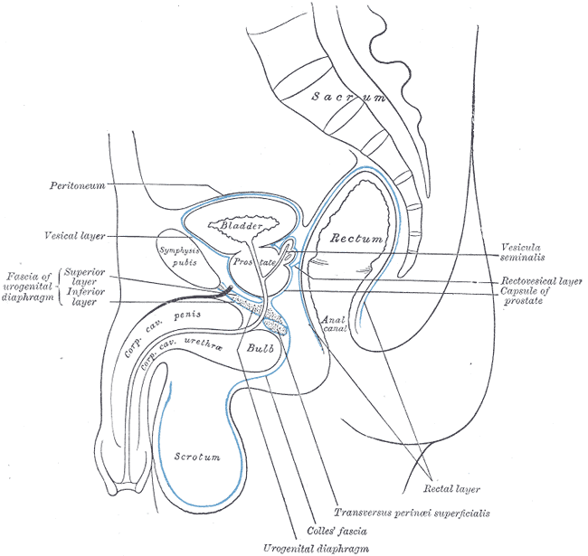 Median sagittal section of pelvis, Sacrum, Peritoneum, Vesical Layer, Fascia of urogenital diaphragm; Superior and Inferior L