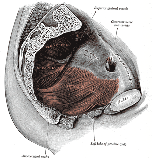 Left Levator ani from within, Pubis, Left Lobe of Prostate, Anococcygeal raphe, Superior gluteal vessels, Obturator nerve and