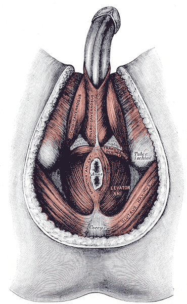 Muscles of the male Perineum, Ischiocavernosus, Bulbocavernosus, Transversus perinea, Levator Ani, Sphincter Ani Externus, Gl