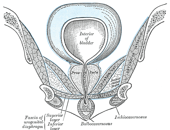 Perineal Membrane, Superior and Inferior Fascia of Urogenital diaphragm, Prostate, Urethra, Interior of Bladder, Bulbocaverno