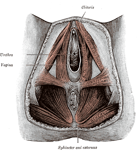 Perineal Membrane of a Female, Clitoris, Urethra, Vagina, Bulbocavernosus, Ischiocavernosus, Transversus perineal, Levator Ani, Gluteus Maximus, Anus, Sphincter ani externus