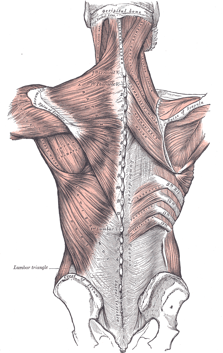 Muscles connecting the upper extremity to the vertebral column, Occipital Bone, Superior Nuchal Line, Sternocleidomastoid, Li