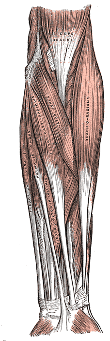 Muscles and Fascia of the forearm, Biceps Brachii, Brachioradialis, Pronator Teres, Flexor Carpi radialis, Palmaris longus, F