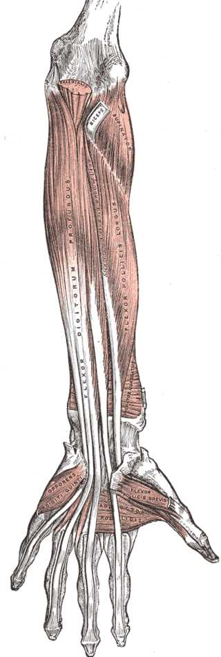 Muscles and Fascia of the Forearm, Brachialis, Biceps, Supinator, Flexor digitorum profundus, Flexor pollicis longus, opponen