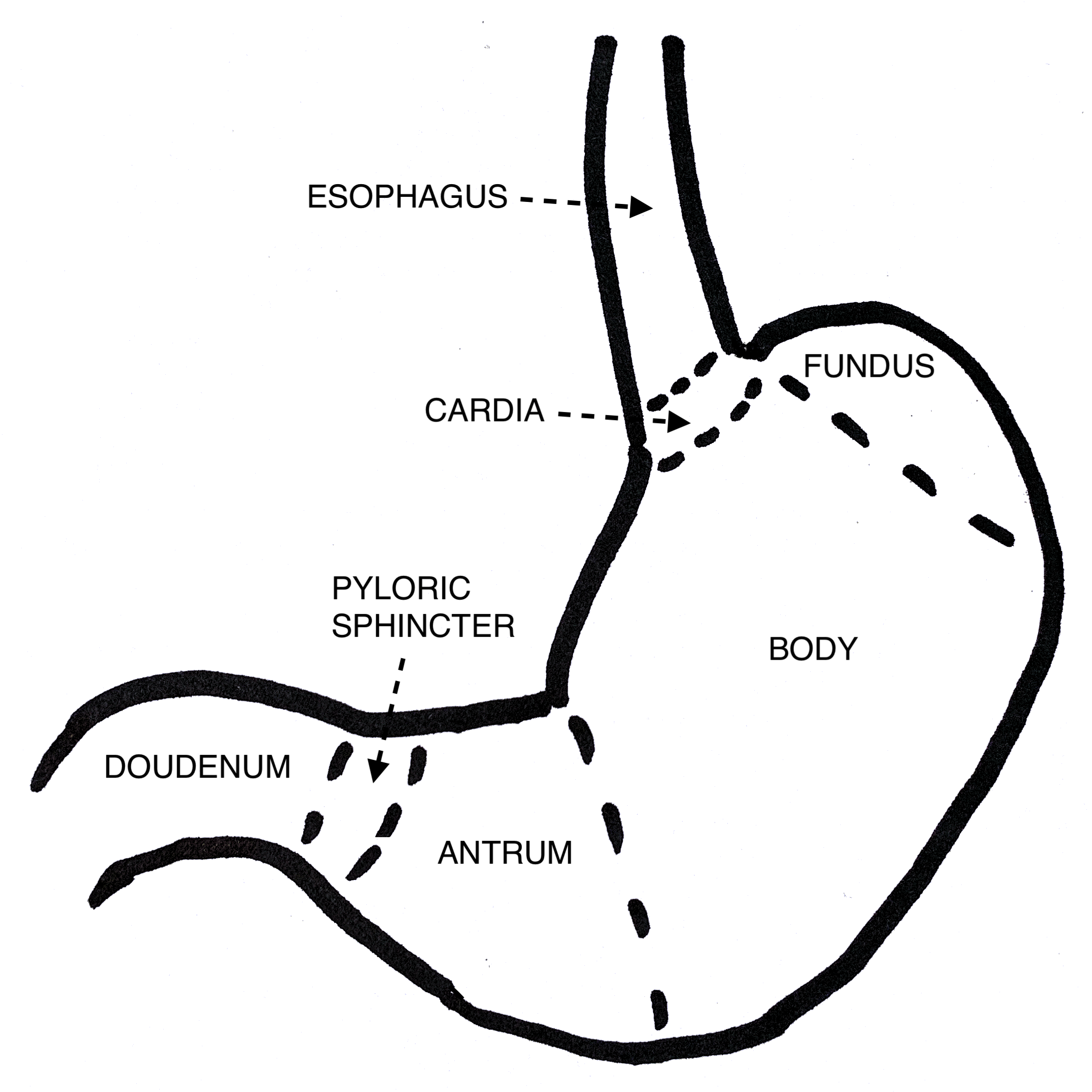 Diagram of the stomach, illustrating cardia, fundus, body, antrum, and pyloric sphincter.