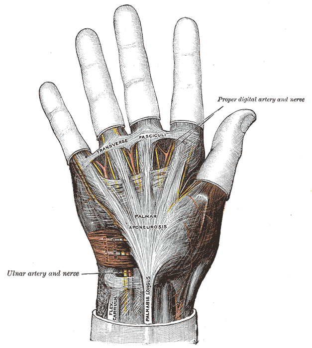 Ligaments and Fascia of the hand; Anterior view, Proper digital artery and nerve, Transverse Fasciculi, Palmar Aponeurosis, U