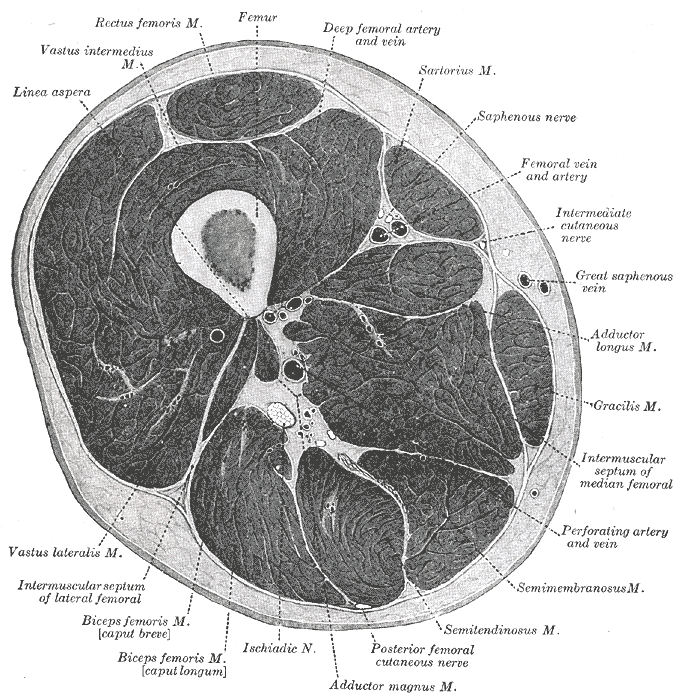 Thigh Cross sectional Anatomy